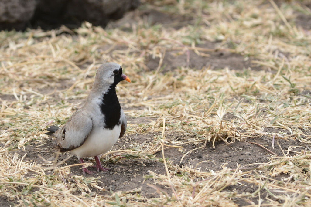 Namaqua Dove male adult