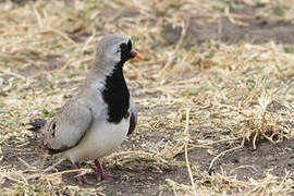 Namaqua Dove