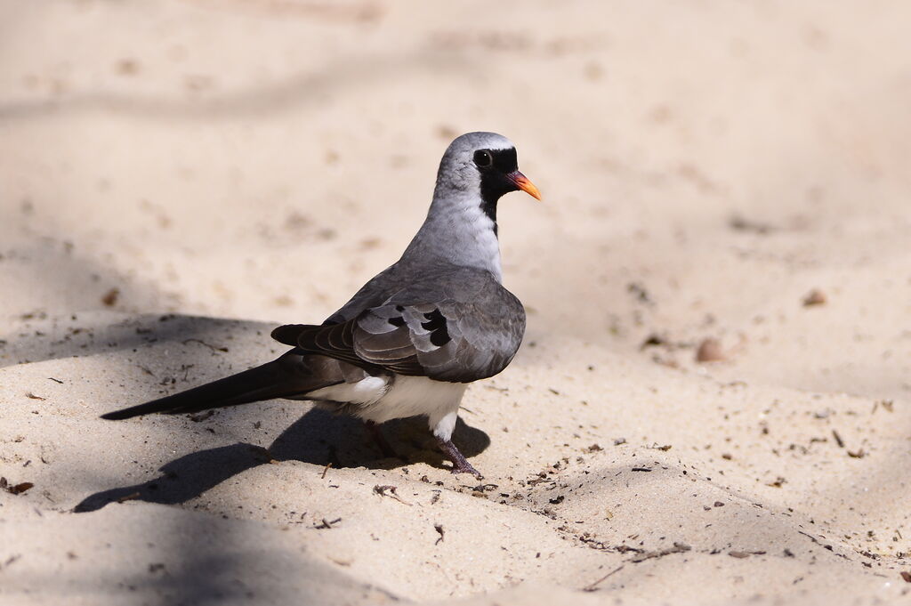 Namaqua Dove male adult