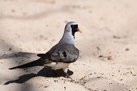 Namaqua Dove