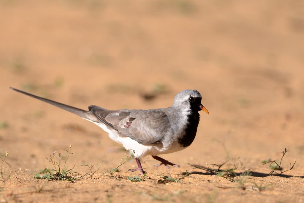 Namaqua Dove male adult