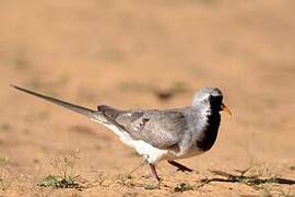 Namaqua Dove