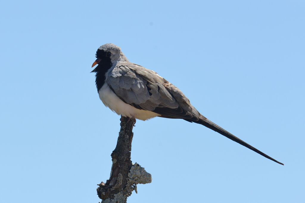 Namaqua Dove male adult