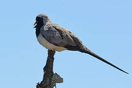 Namaqua Dove