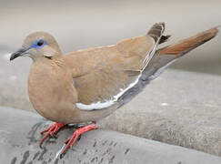 West Peruvian Dove