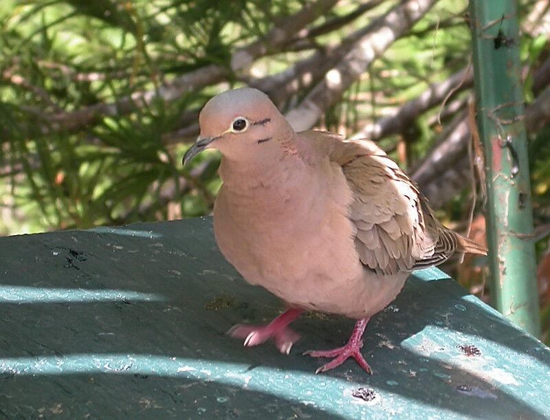 Eared Dove