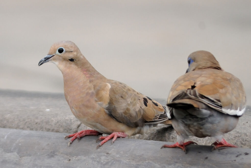 Eared Doveadult, identification