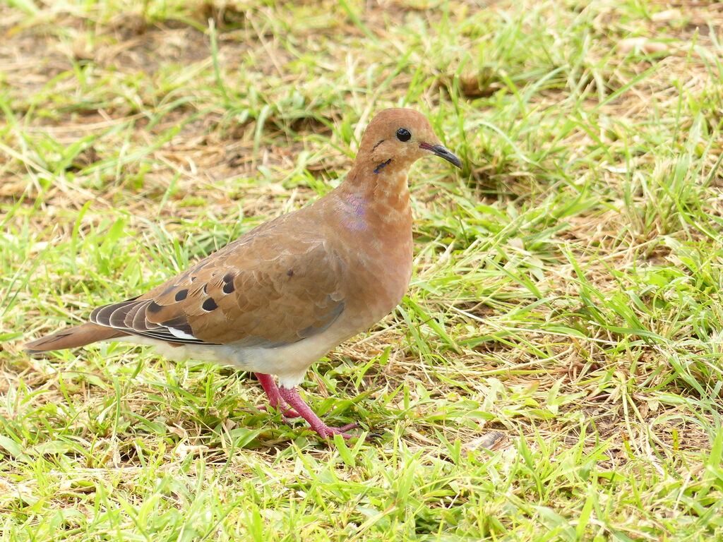 Eared Doveadult