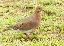 Eared Dove