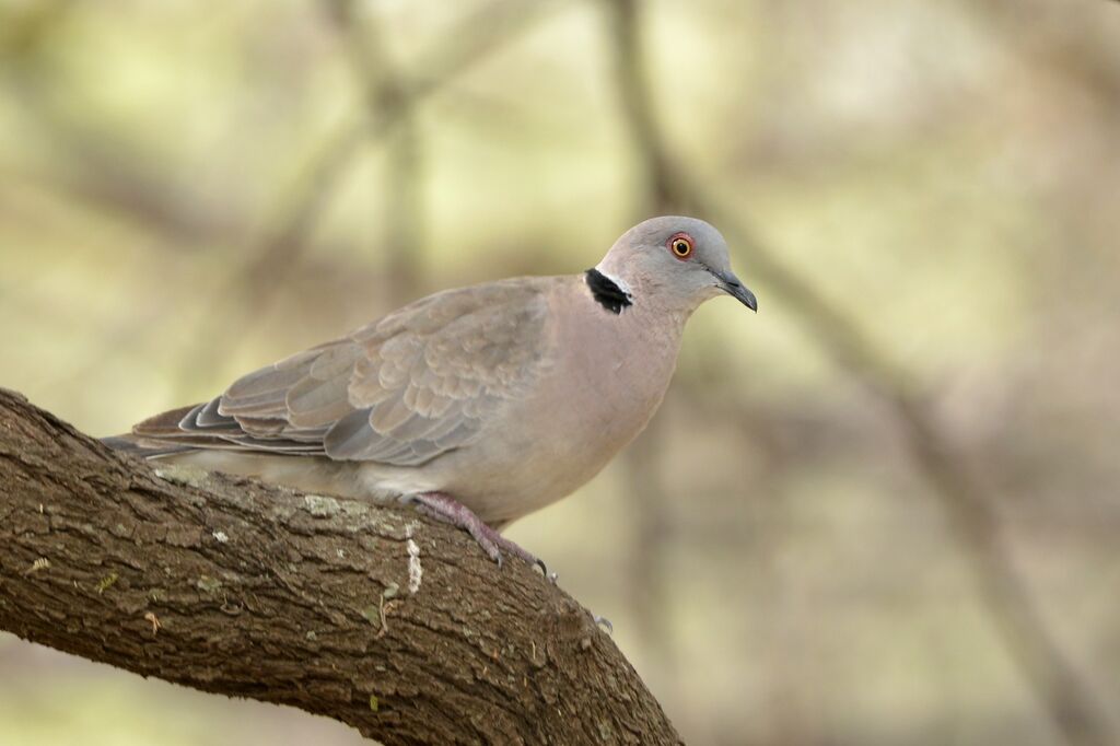 Mourning Collared Dove