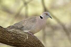 Mourning Collared Dove