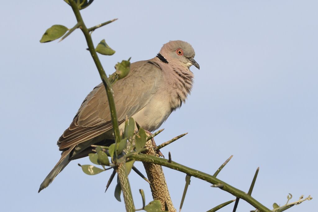 Mourning Collared Doveadult