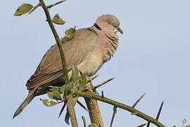 Mourning Collared Dove