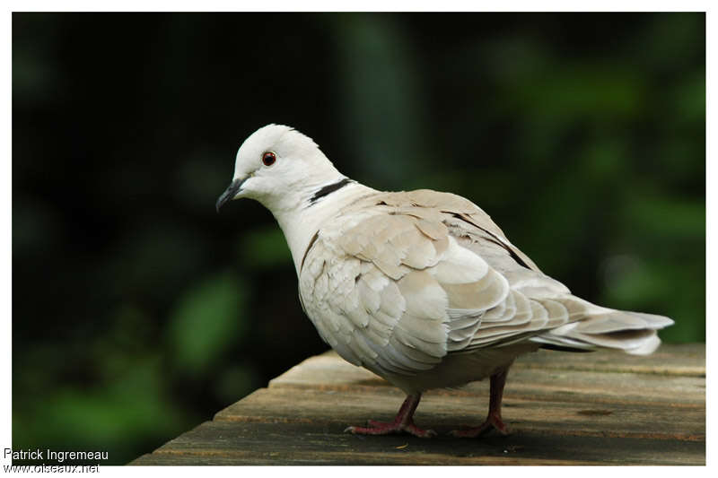 African Collared Doveadult