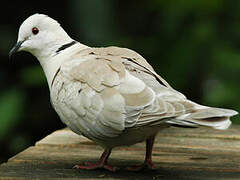 African Collared Dove