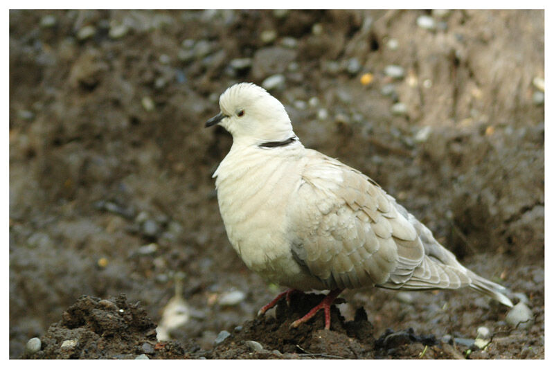 African Collared Doveadult