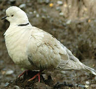 African Collared Dove