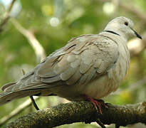 African Collared Dove