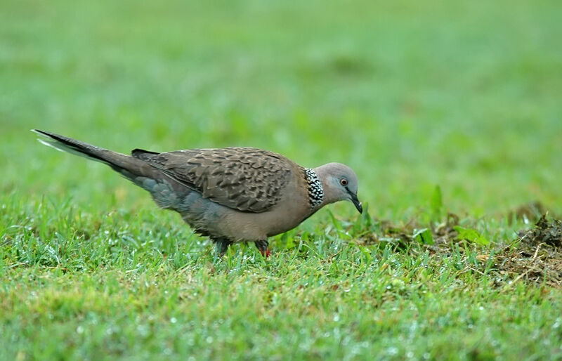 Spotted Dove