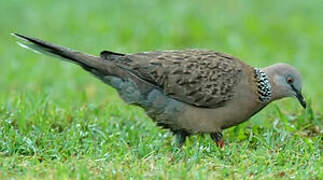 Spotted Dove