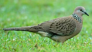 Spotted Dove