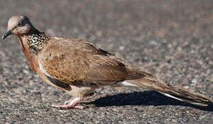 Spotted Dove