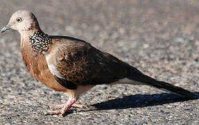 Spotted Dove