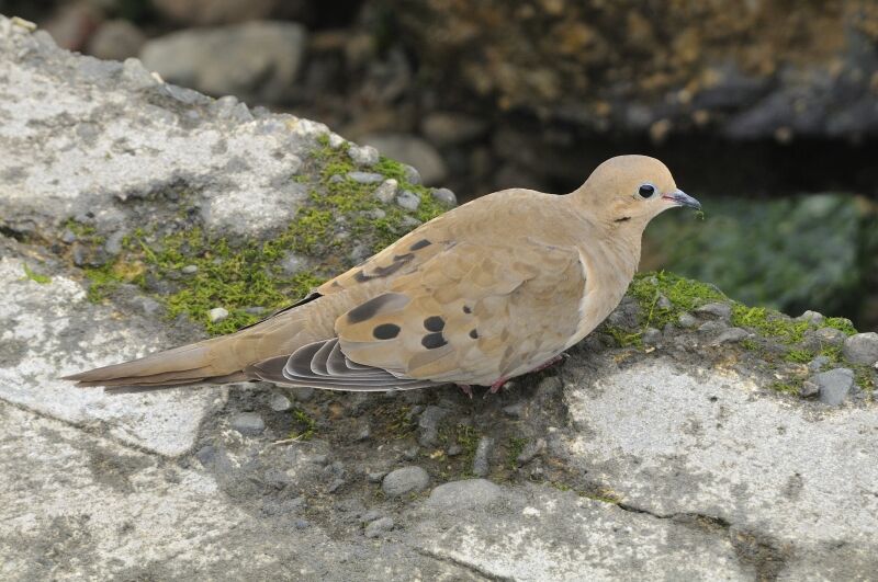 Mourning Doveadult