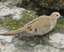 Mourning Dove