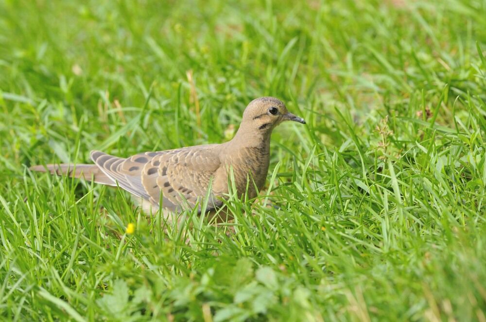 Mourning Doveimmature