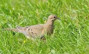 Mourning Dove