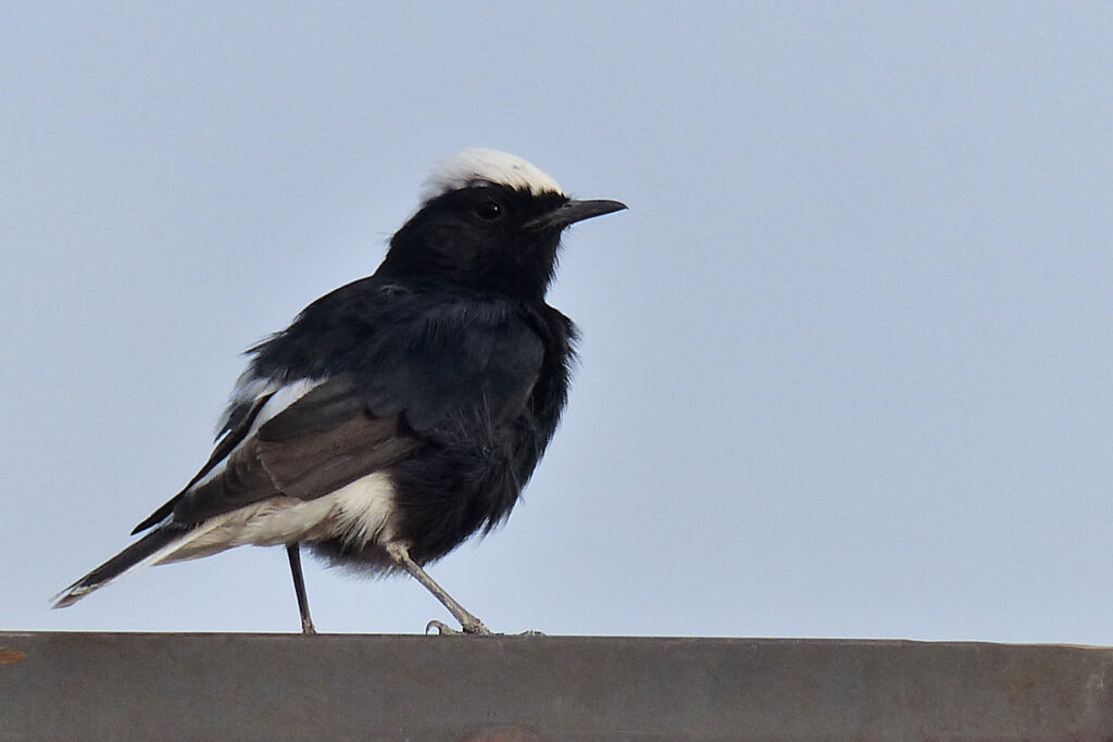 White-crowned Wheatear