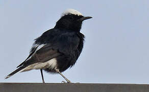 White-crowned Wheatear