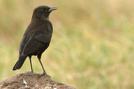 Anteater Chat