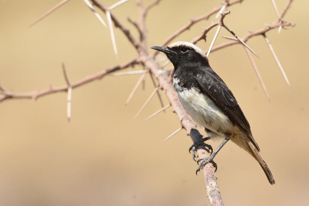 Abyssinian Wheatearadult