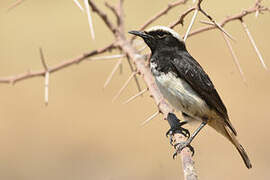 Abyssinian Wheatear