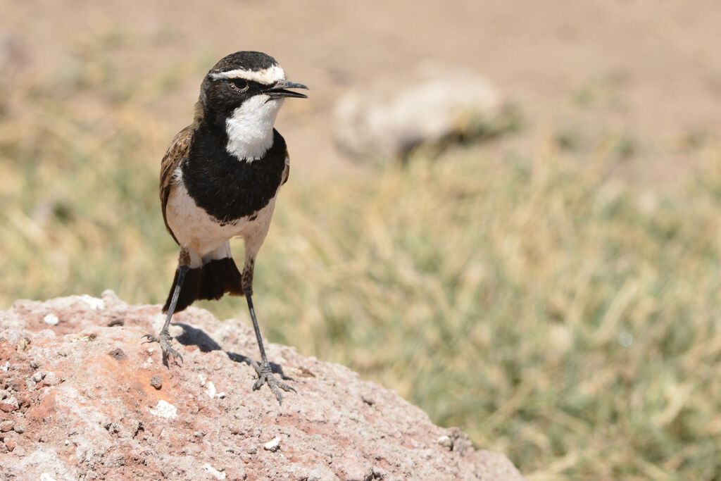 Capped Wheatearadult