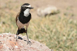 Capped Wheatear