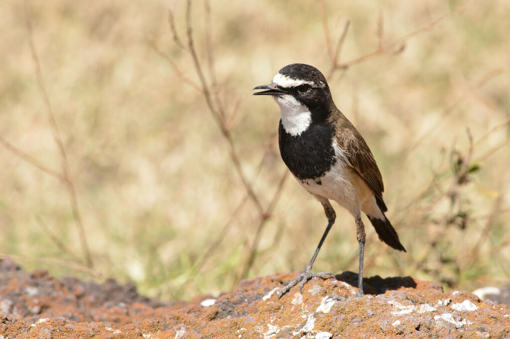 Capped Wheatearadult