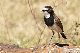 Capped Wheatear