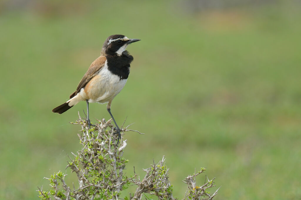 Capped Wheatearadult