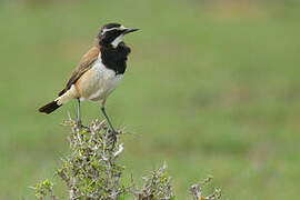 Capped Wheatear