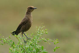 Ant-eating Chat