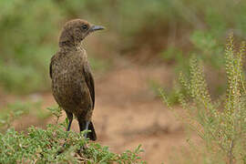 Ant-eating Chat