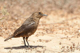 Ant-eating Chat