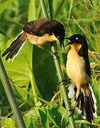 Black-capped Donacobius