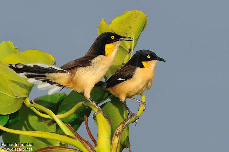 Black-capped Donacobiusadult, Behaviour