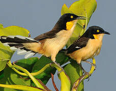 Black-capped Donacobius