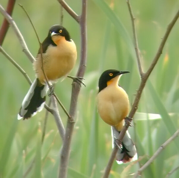 Black-capped Donacobius