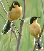 Black-capped Donacobius